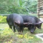 沖縄生産者直送あぐー豚の皮付きサムギョプサル