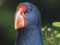 Takahe bird