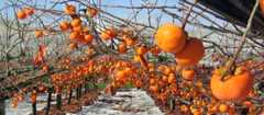 Persimmon orchard