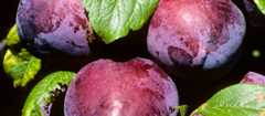 Black Doris plums