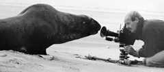 Natural History Unit camera operator Robert Brown gets up close to a sea lion