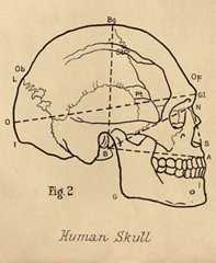 An illustration from John Halliday Scott's 1893 paper on Māori and Moriori skulls