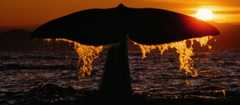 A whale fluking at sunset