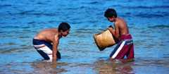 Collecting shellfish, Bay of Islands