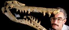 Fossil preparator Andrew Grebneff examines the fossilised skull and jaws of a primitive shark-toothed dolphin