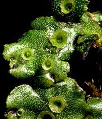 Splash cups on a liverwort