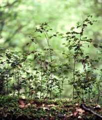 Beech seedlings