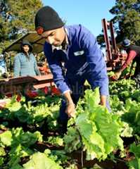 Immigrant worker Shinda Singh picking lettuces at Patumāhoe
