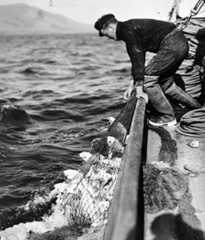 Hauling in snapper, Hauraki Gulf, about 1940