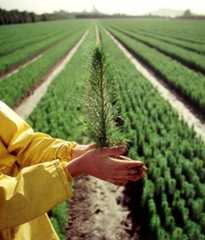 Growing forests absorb carbon dioxide and can help alleviate global warming