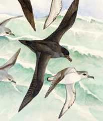 Diverse petrels, painted by Elaine Power