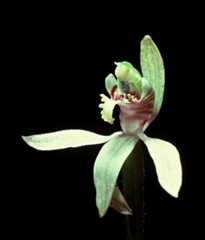 Caladenia flower