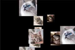 "Flowers and Kittens" code example