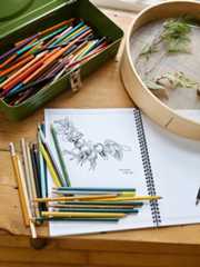 The Botanical Illustrations Workbook – Herbal Monographs and Herb Coloring Book