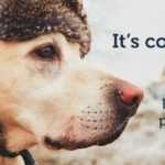 dog wearing hat
