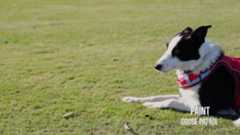 Dog with a Job: How Border collies help to tidy up golf courses