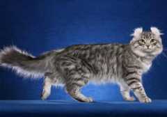 American-Curl-Full-Body