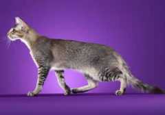 Oriental-Longhair-Full-Body
