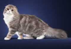 Scottish-Fold-Longhair-Full-Body