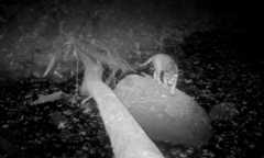 Jaguars in Costa Rica