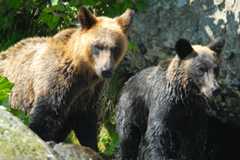 相次ぐクマ被害