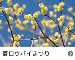 寄ロウバイまつり