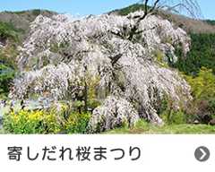 寄しだれ桜まつり