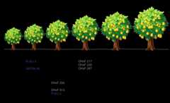 The graphic above illustrates the overall influence on tree size* by various rootstock combinations compared to a Pyrus pear seedling. Key to abbreviations and names: BM = P. communis series from Australia; Brossier = P. nivalis series from Angers, France; Fox = P. communis series from the University of Bologna in Italy; Horner = OHxF clonal series from D. Horner (Oregon nurseryman) and selections by OSU-MCAREC; OHxF = ‘Old Home x Farmingdale’ series; Pi-BU = Pyrus series from Germany; Pyro and Pyrodwarf = P. communis selections from Germany; QR = P. communis selections; ‘Adams’, ‘BA29’, ‘EMC’, ‘EMH’, ‘Sydo’ = Quince dwarfing rootstocks (require interstem for most pear cultivars). Selections shown in gray text indicate antiquated selections no longer in commercial production. Selections shown in purple text indicate possible susceptibility to pear decline. *This general classification of tree size may vary for different cultivars due to cultivar/rootstock interactions. This graphic was adapted from the article by Elkins, Bell & Einhorn, 2012, J. Amer. Pomol. Soc. 66(3):153-163.