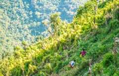Chin State Jungle Walk