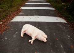Pig at the Crossing still 7