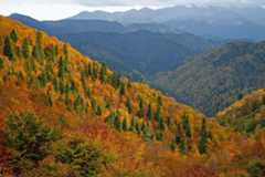 Sub Temperate in Aspropotamos