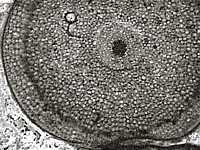 Stem section