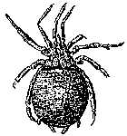 Trigonotarbid