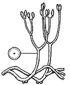 Aglaophyton