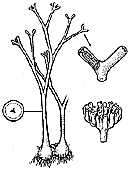 Horneophyton