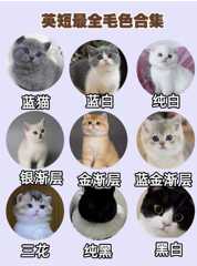 海口美国短毛猫美短加白起司纯种幼猫幼崽活体宠物猫咪
