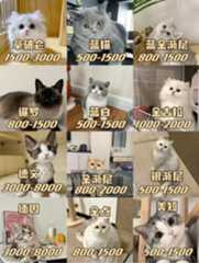 海口美国短毛猫美短加白起司纯种幼猫幼崽活体宠物猫咪