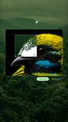 A close-up of a vibrantly colored bird's head is partially overlaid with a digital image identification interface against a blurred forest background.