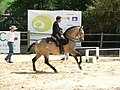 Lusitano color Isabella