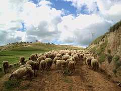 Animals of Castile and León