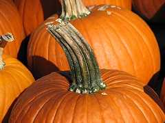 pumpkins