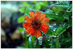 ice-covered flower after a storm