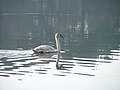 Mute swan juvenile (Gdańsk, Poland)