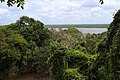 Canopy and New River from top of Jaguar Temple, Lamanai
