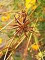 Cosmos sulphureus