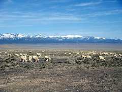 Grazing permits on federal land