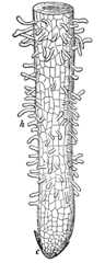 Root tip