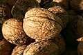 walnuts (Juglans regia)