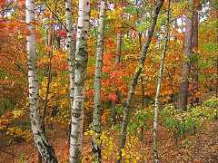 Zielona Góra's forests, Poland