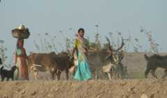 Women drive their cattle and sheep to the watering hole, Rajasthan, India